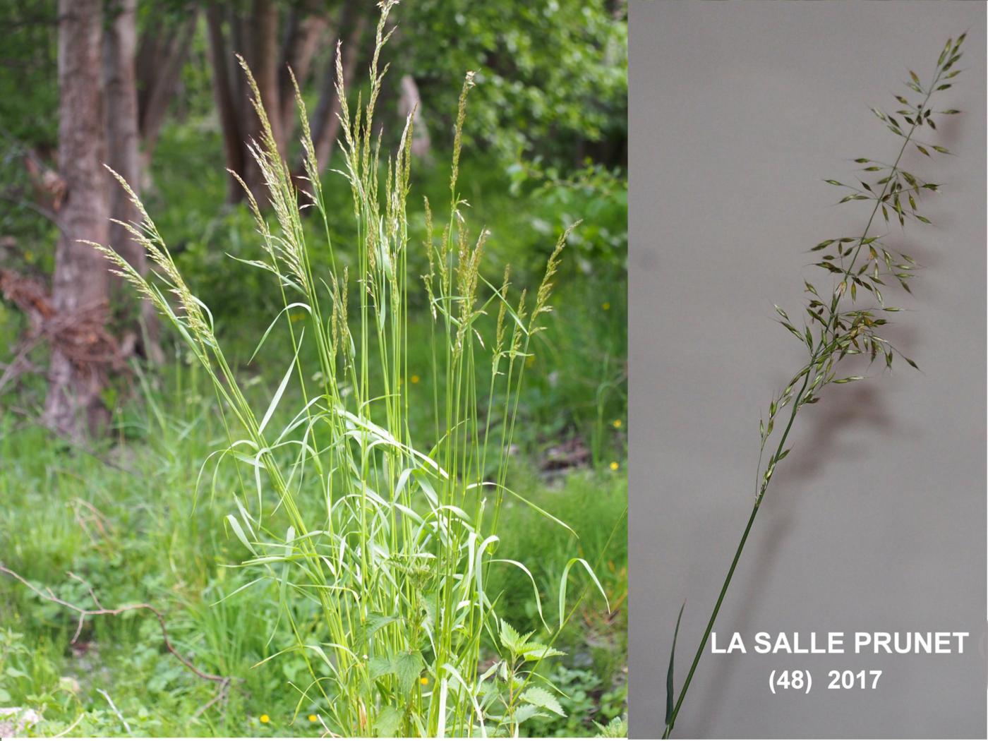 Oat Grass plant